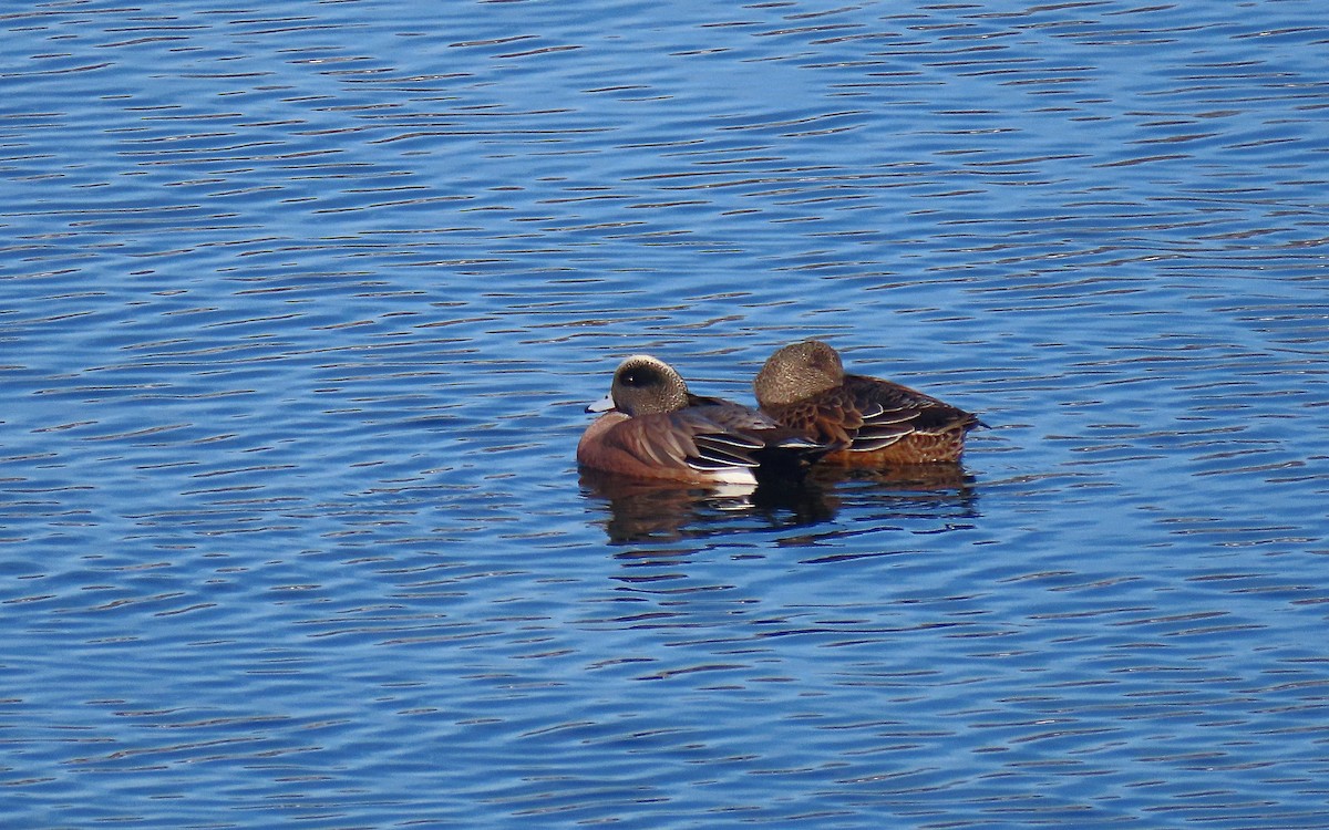 American Wigeon - ML612051832