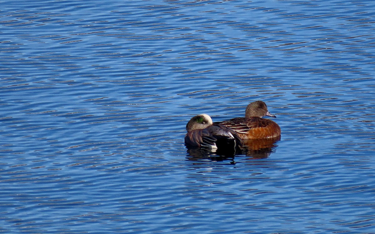 American Wigeon - ML612051837