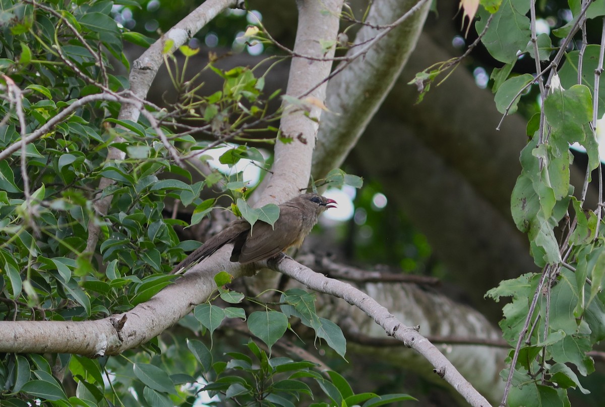 Sirkeer Malkoha - ML612051877