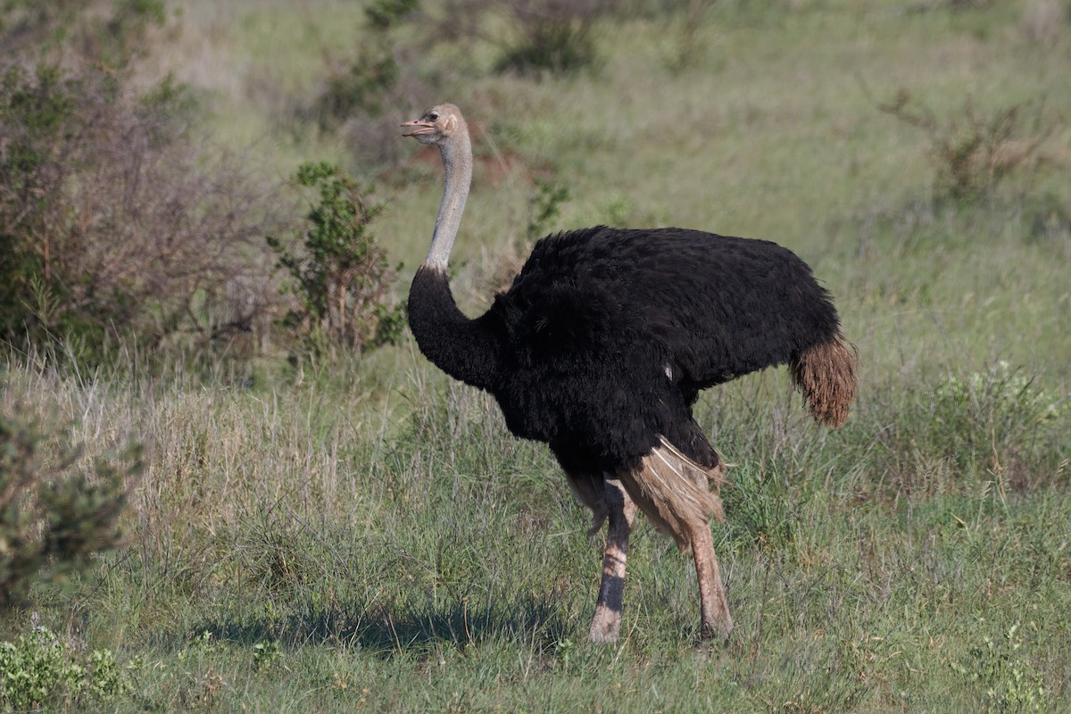 Common Ostrich - Santiago Caballero Carrera