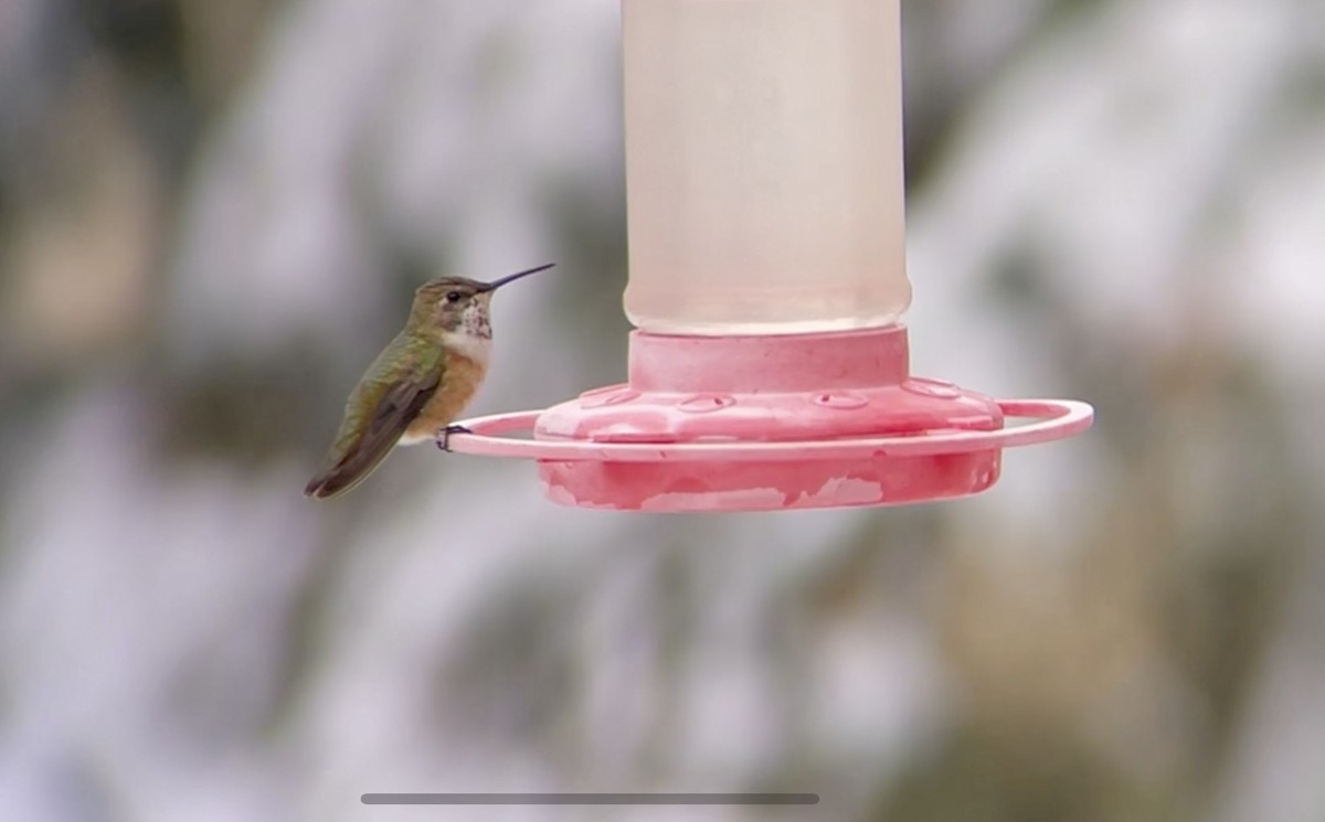 Rufous Hummingbird - ML612051971