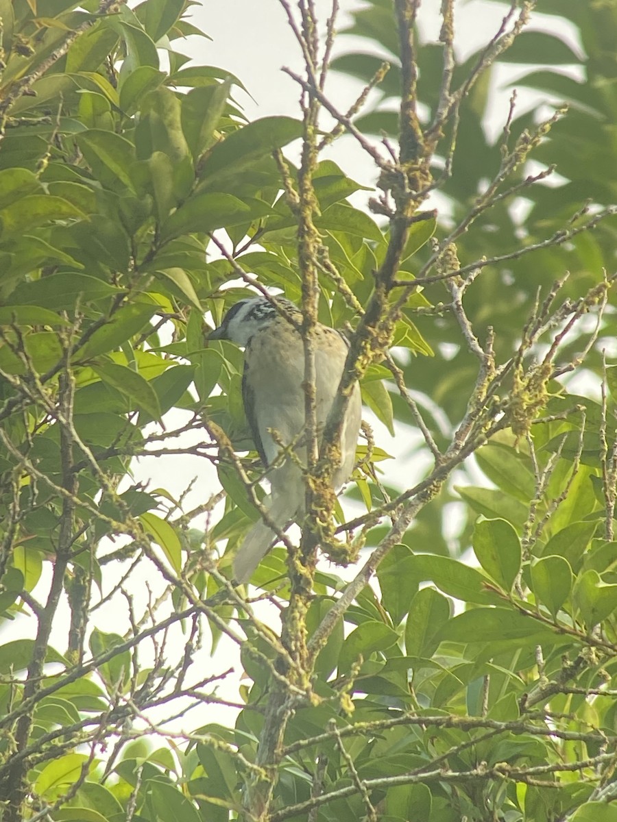 Gray-and-gold Tanager - ML612051983