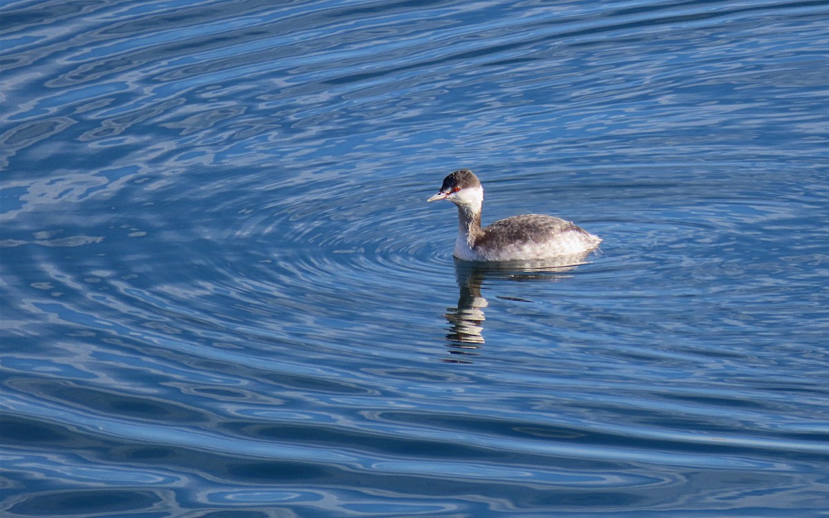 Horned Grebe - ML612051997