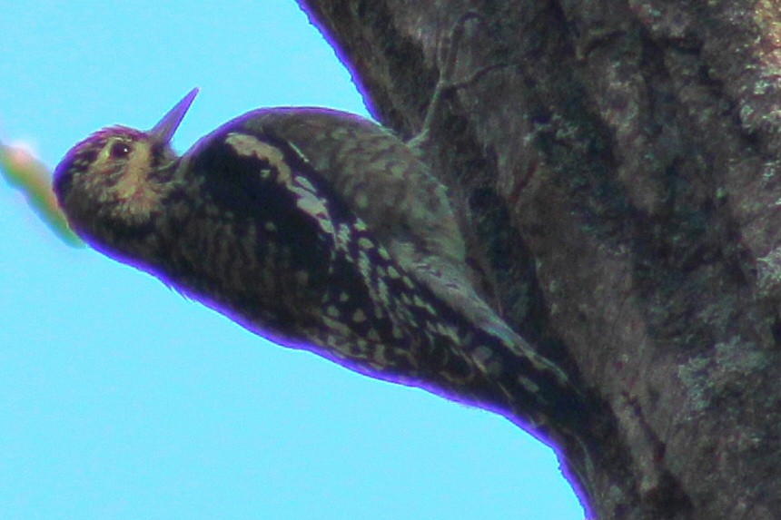 Yellow-bellied Sapsucker - ML612052019