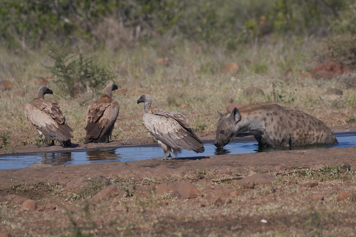 Buitre Dorsiblanco Africano - ML612052032