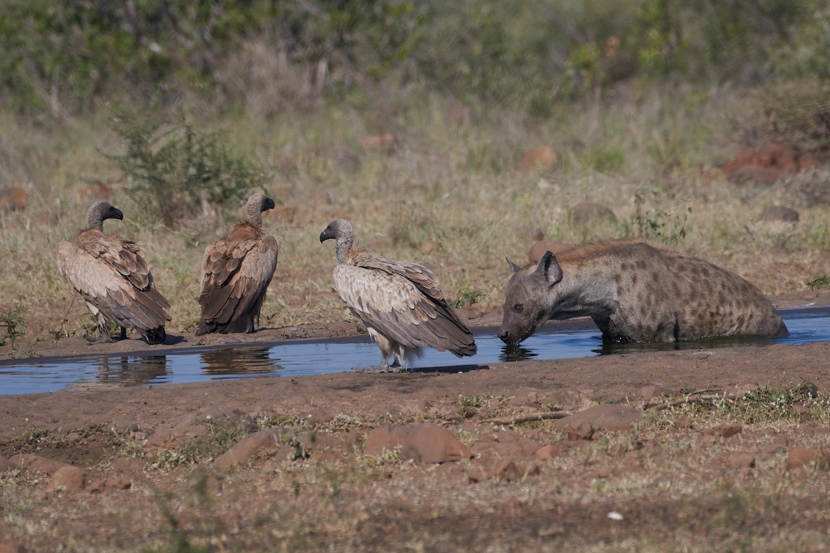 White-backed Vulture - ML612052032