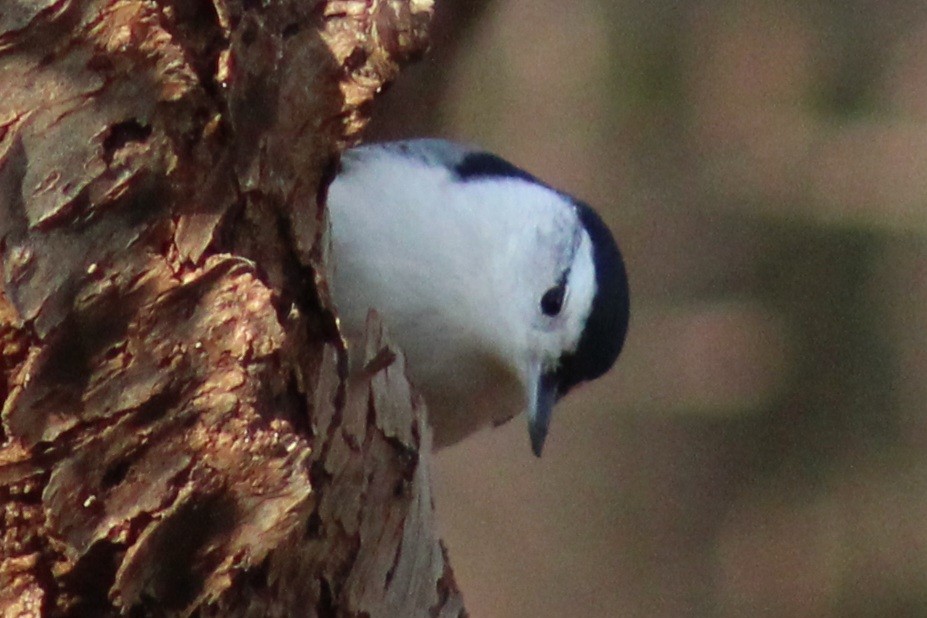 Weißbrustkleiber (carolinensis) - ML612052092