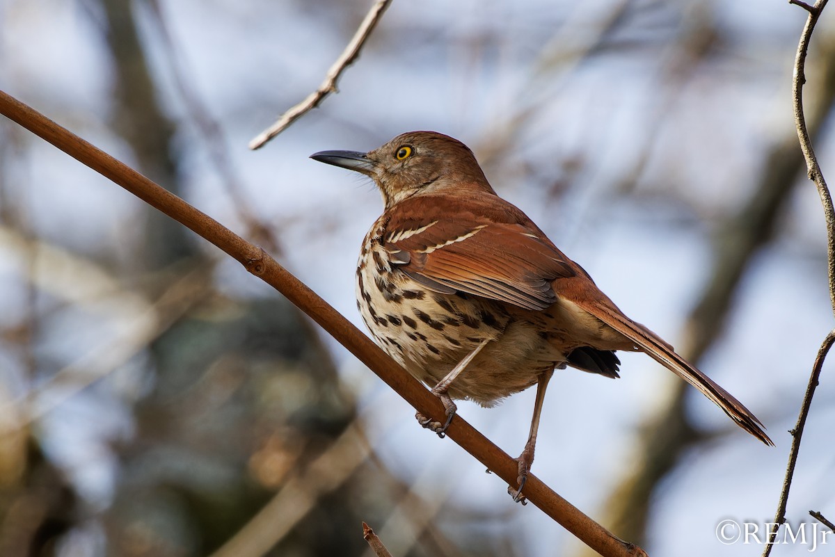 Brown Thrasher - ML612052096