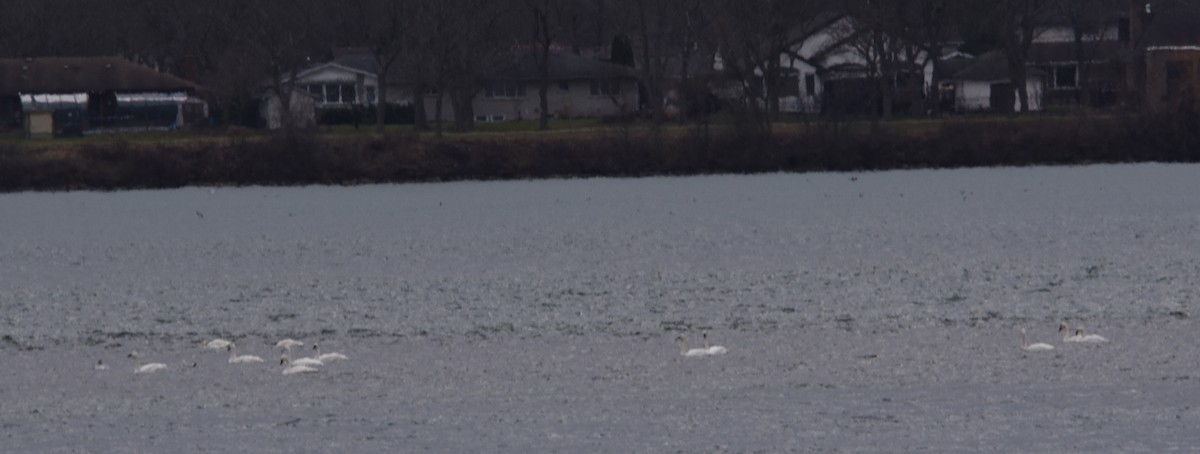 Tundra Swan - ML612052123