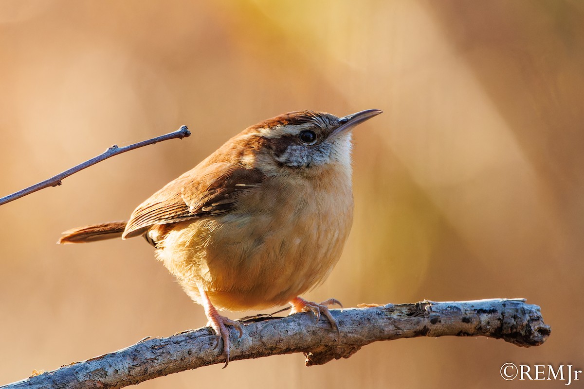 Carolina Wren - ML612052130