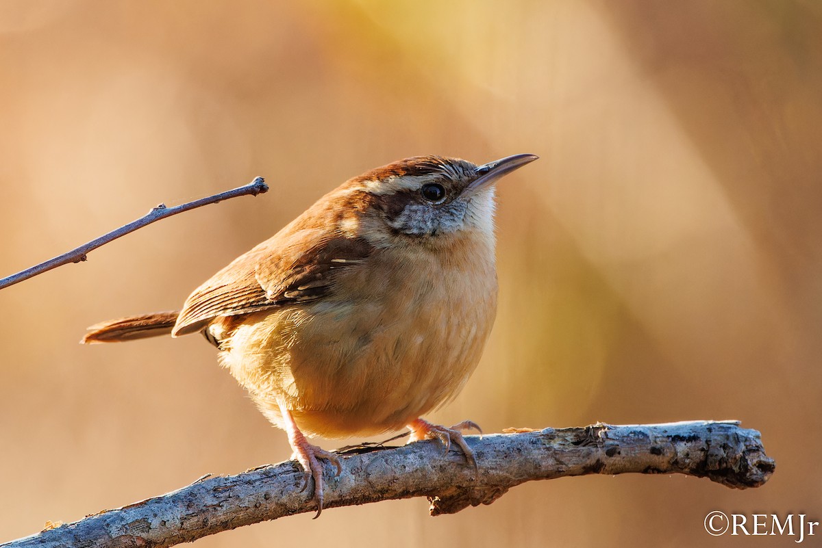 Carolina Wren - ML612052130