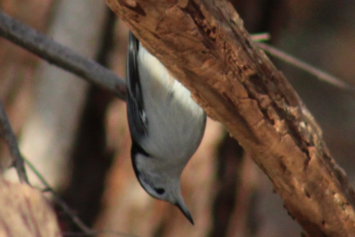 Trepador Pechiblanco (carolinensis) - ML612052132