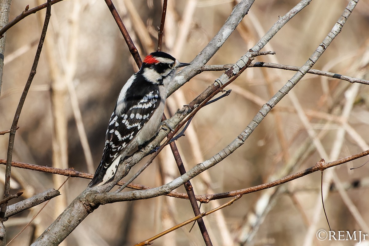 Downy Woodpecker - ML612052142