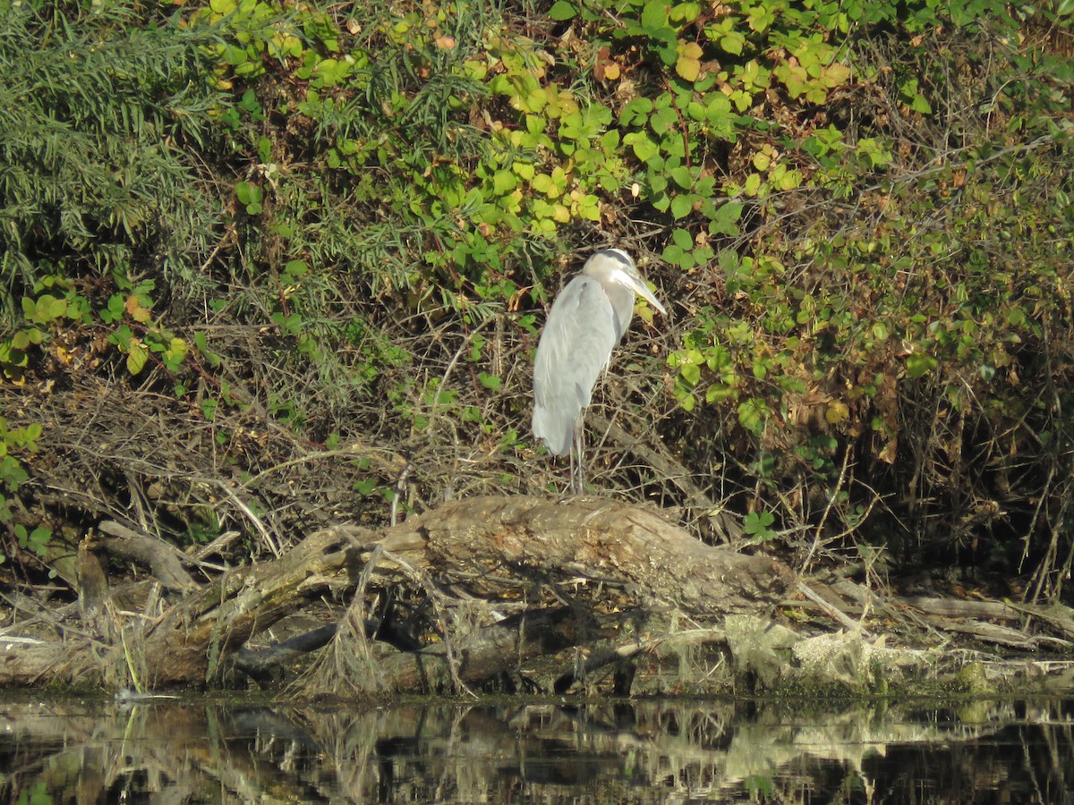 Great Blue Heron - ML612052143