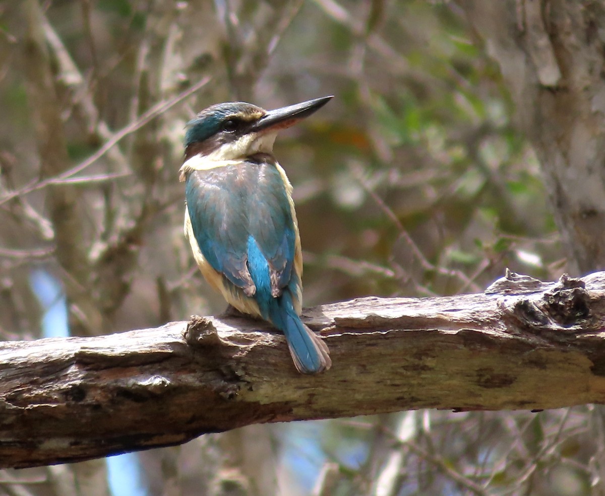 Sacred Kingfisher - ML612052165