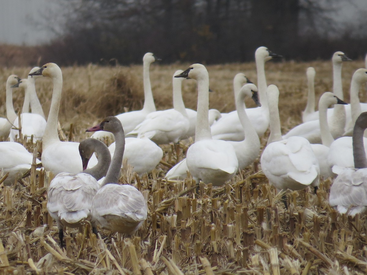 Tundra Swan - ML612052175