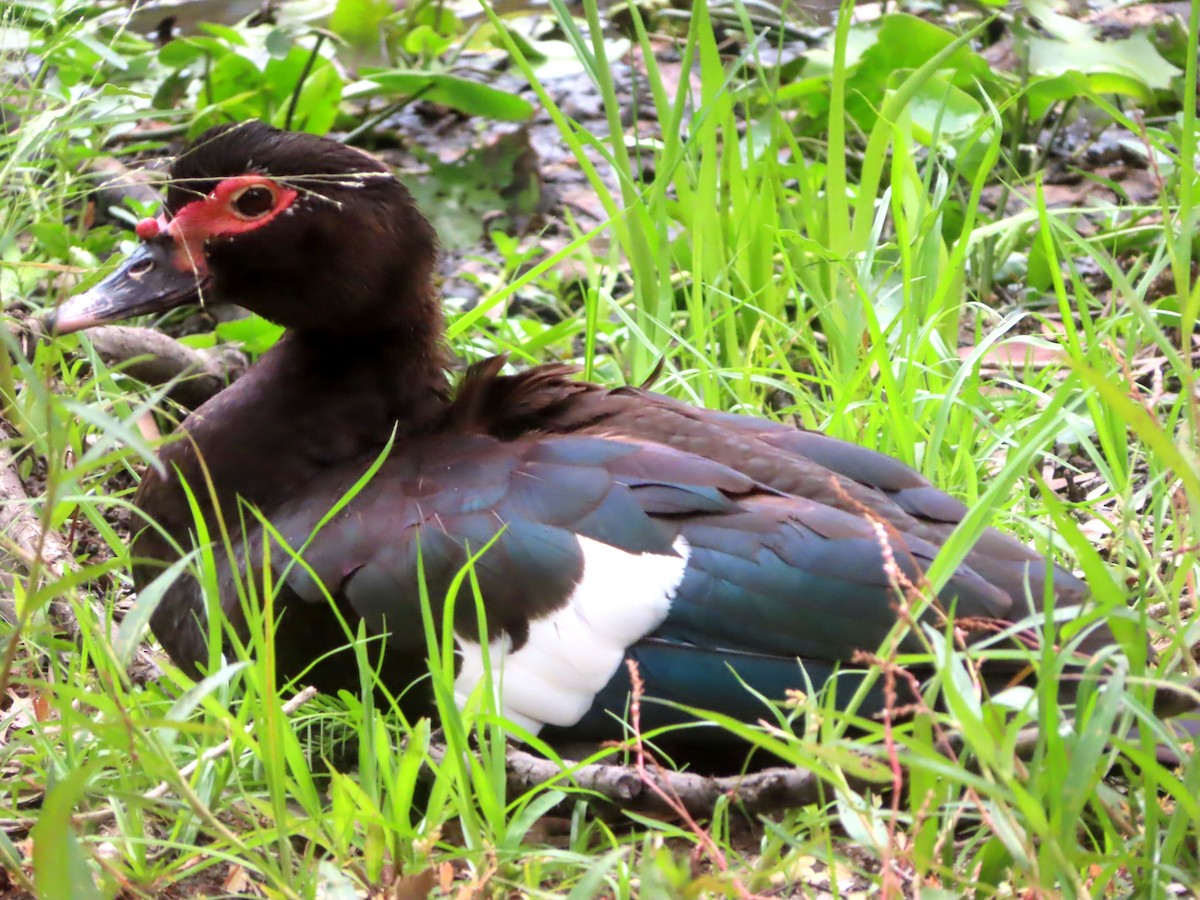 Muscovy Duck (Domestic type) - Paul Dobbie