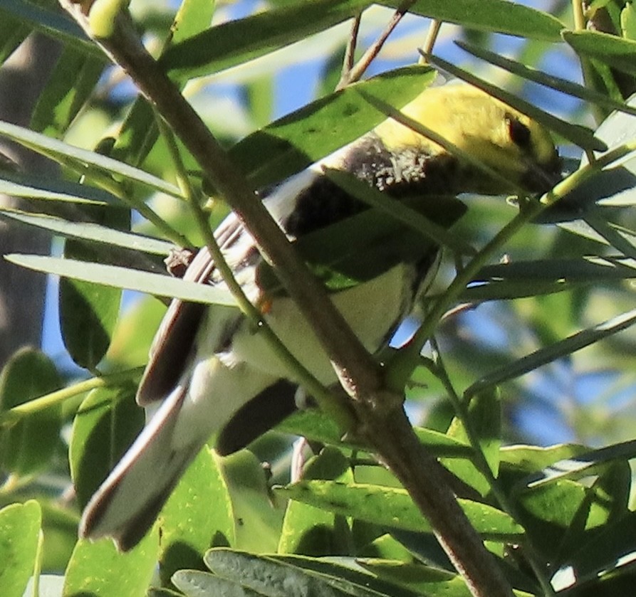 Black-throated Green Warbler - ML612052196
