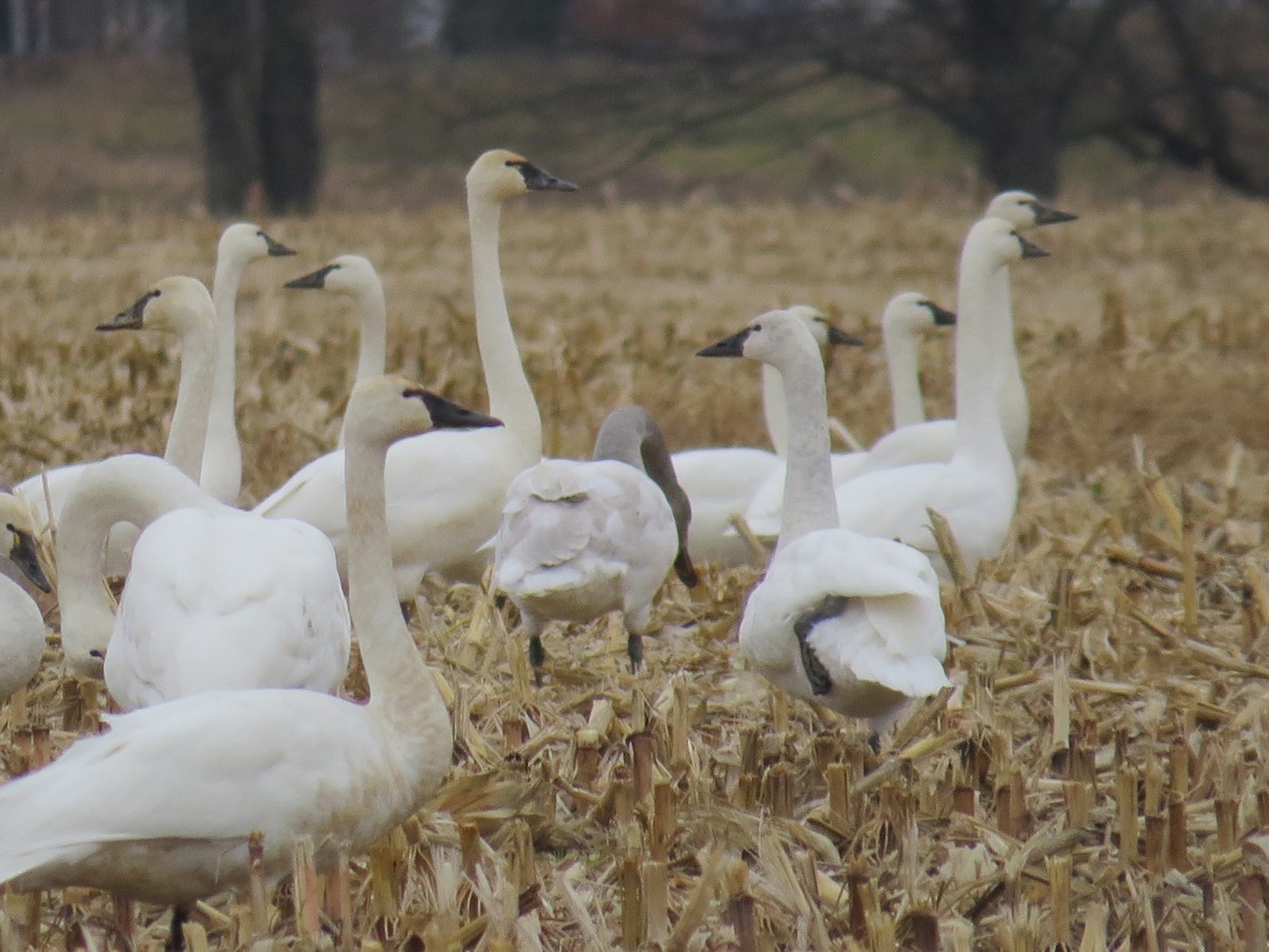 Tundra Swan - ML612052263