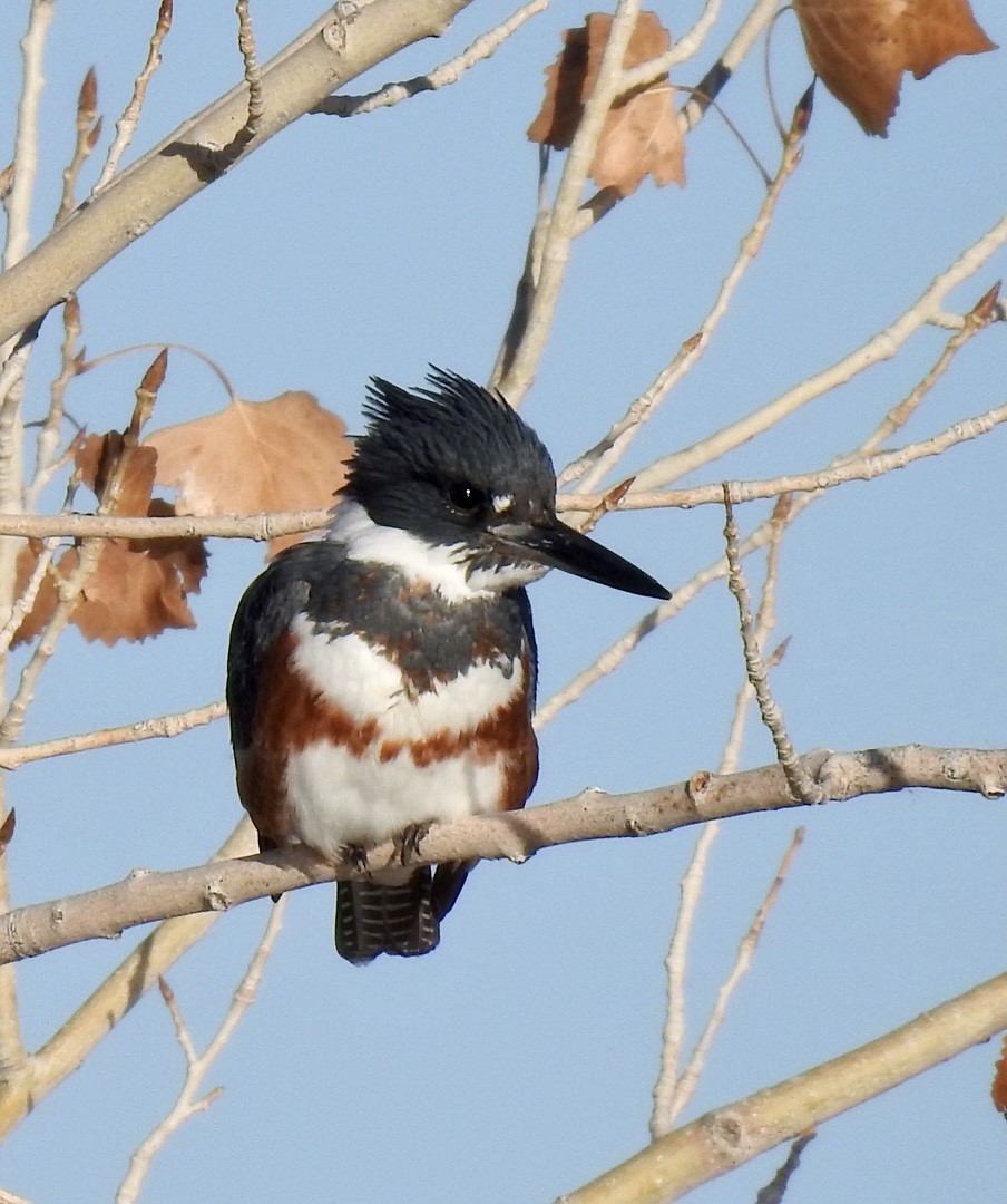 Belted Kingfisher - ML612052272