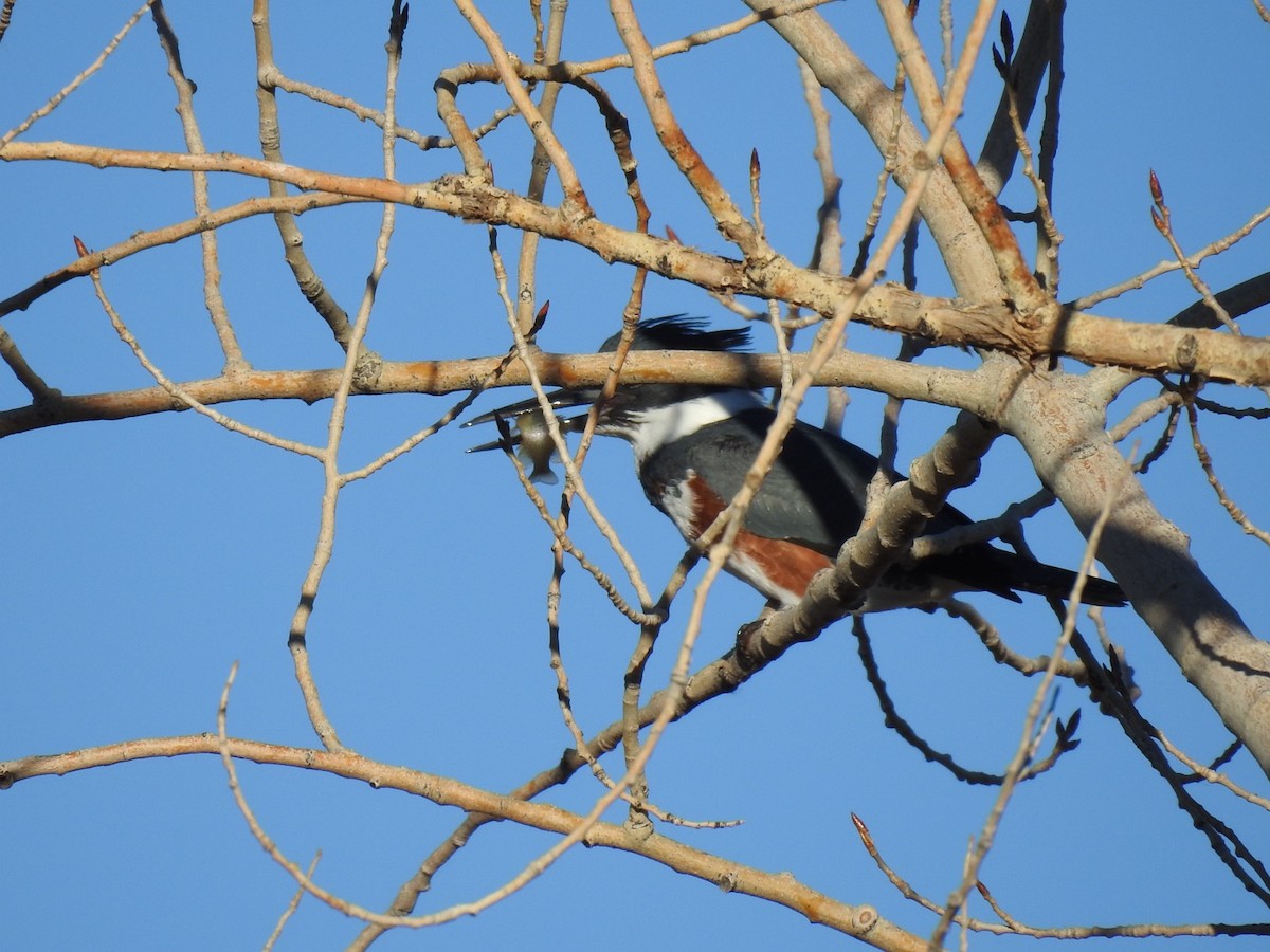 Belted Kingfisher - ML612052273
