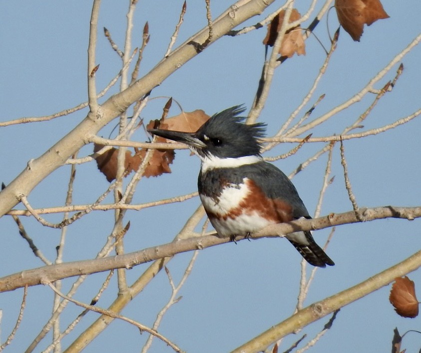 Belted Kingfisher - ML612052274
