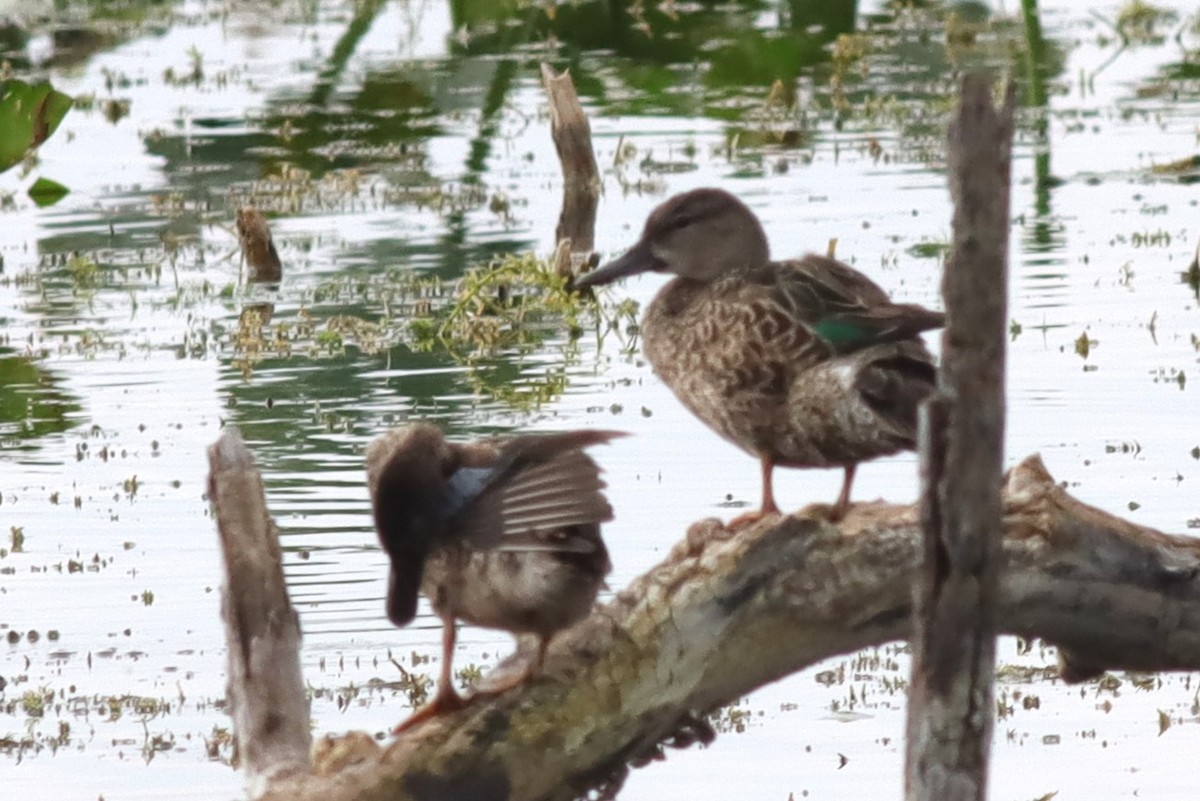 Green-winged Teal - ML612052365