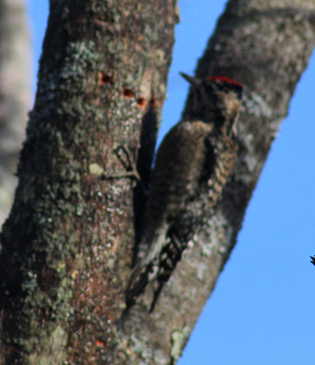 Yellow-bellied Sapsucker - Samuel Harris