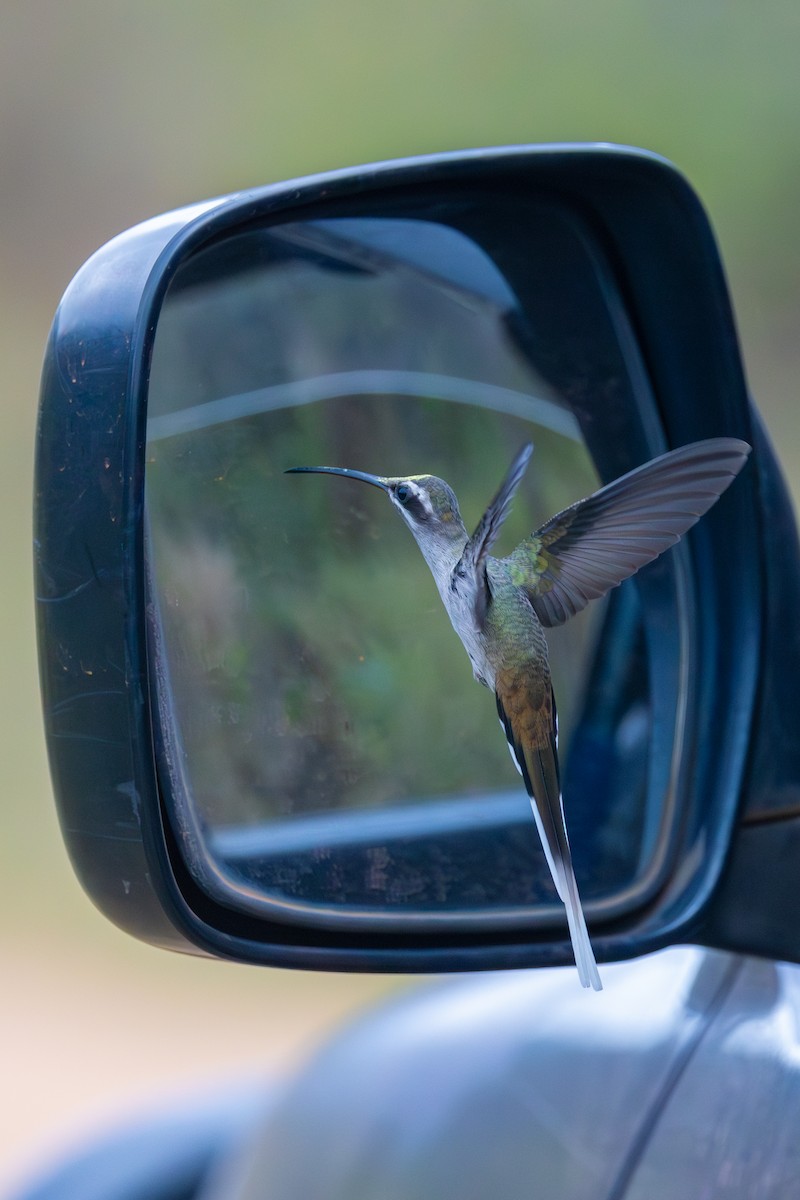 Sooty-capped Hermit - ML612052454