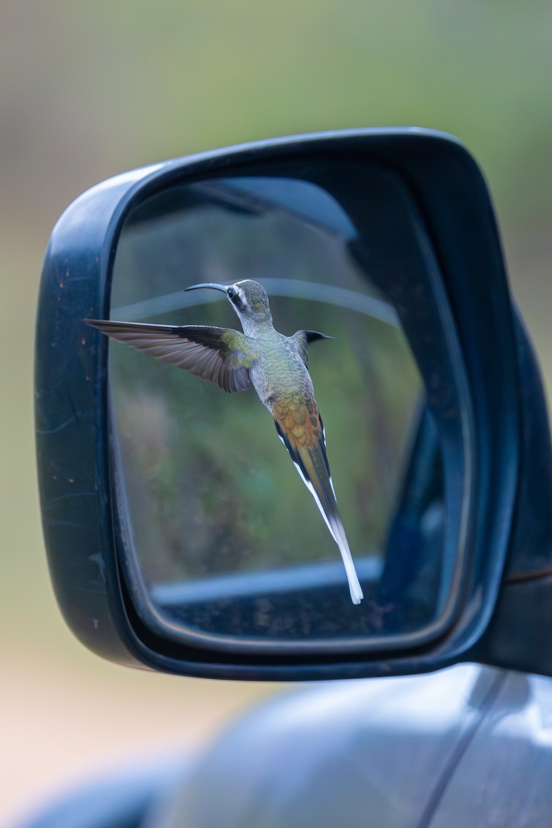 Sooty-capped Hermit - ML612052455