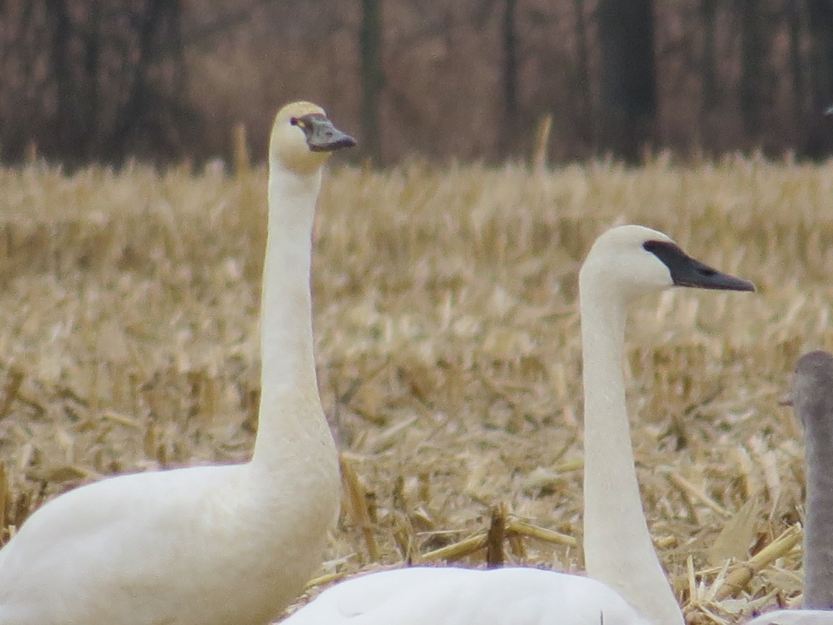 Trumpeter Swan - ML612052458