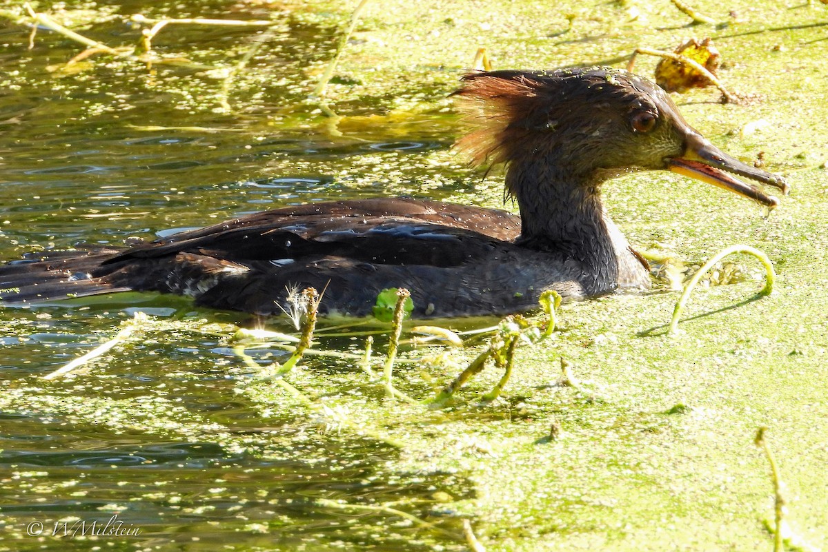 Hooded Merganser - ML612052479