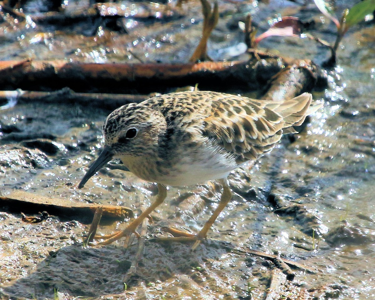 Least Sandpiper - ML612052481