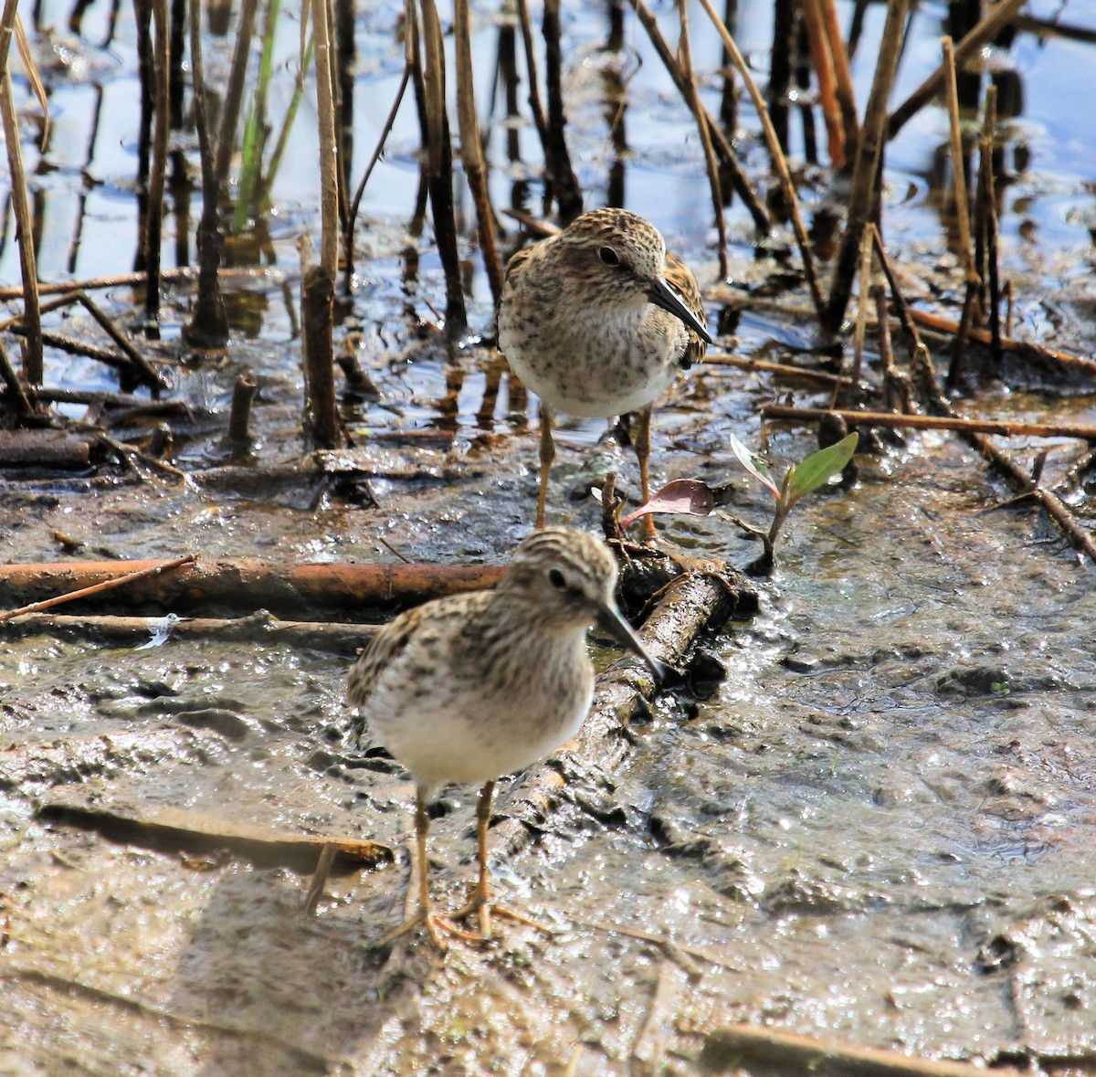 Least Sandpiper - Kernan Bell