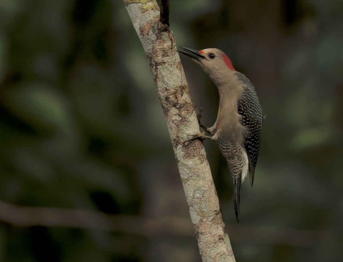 Golden-fronted Woodpecker - ML612052489