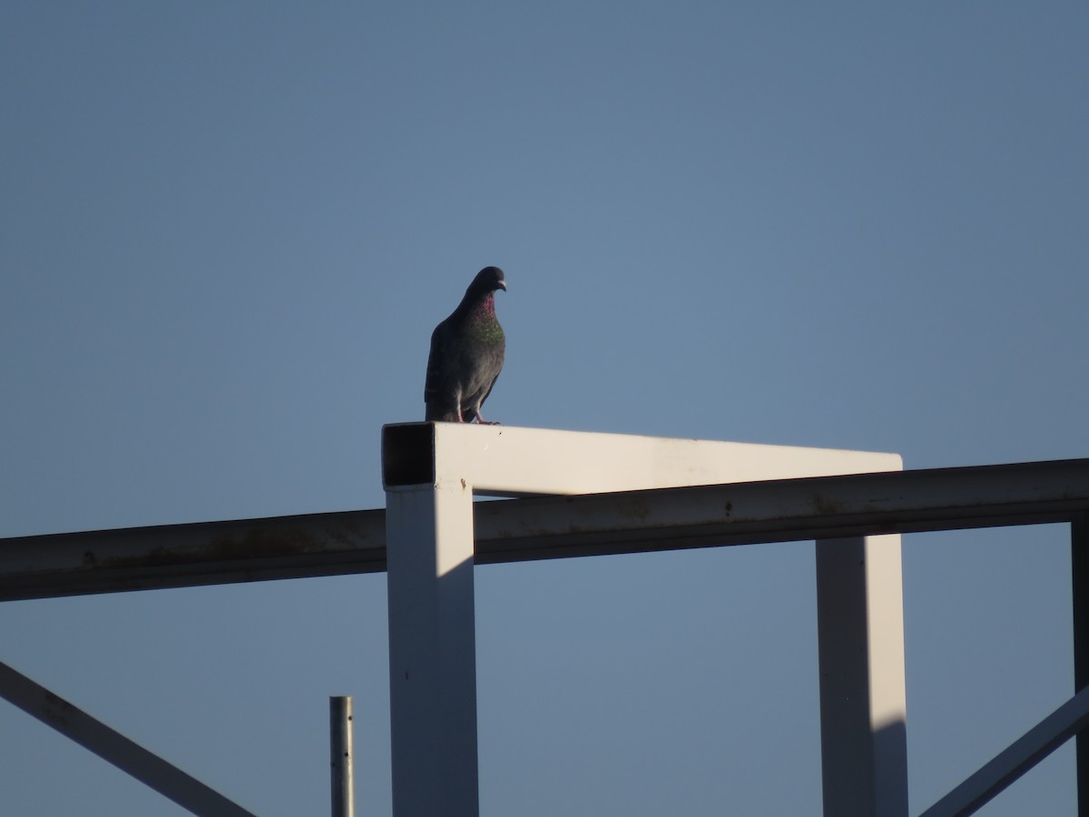 Rock Pigeon (Feral Pigeon) - ML612052509