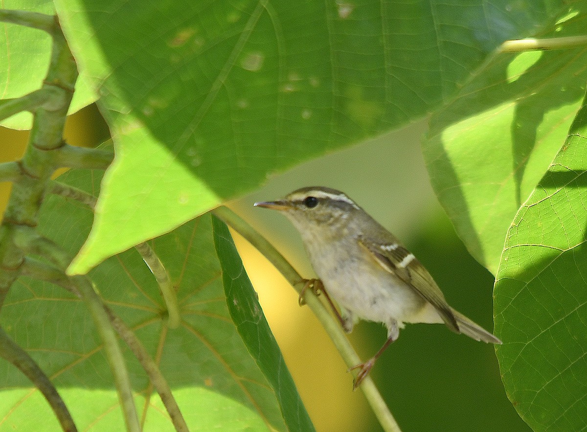 Yellow-browed Warbler - Choy Wai Mun