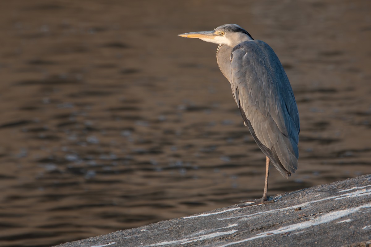 Gray Heron (Gray) - ML612052538