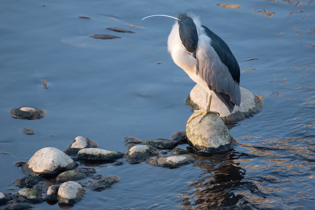 Black-crowned Night Heron (Eurasian) - ML612052546