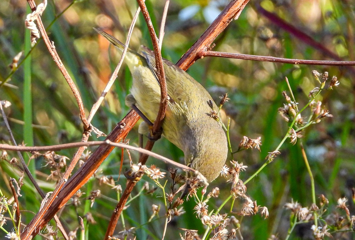 Orange-crowned Warbler - Wendy Milstein