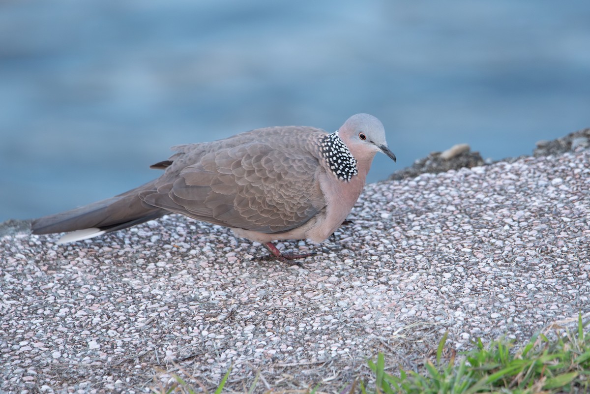 Spotted Dove (Eastern) - ML612052575