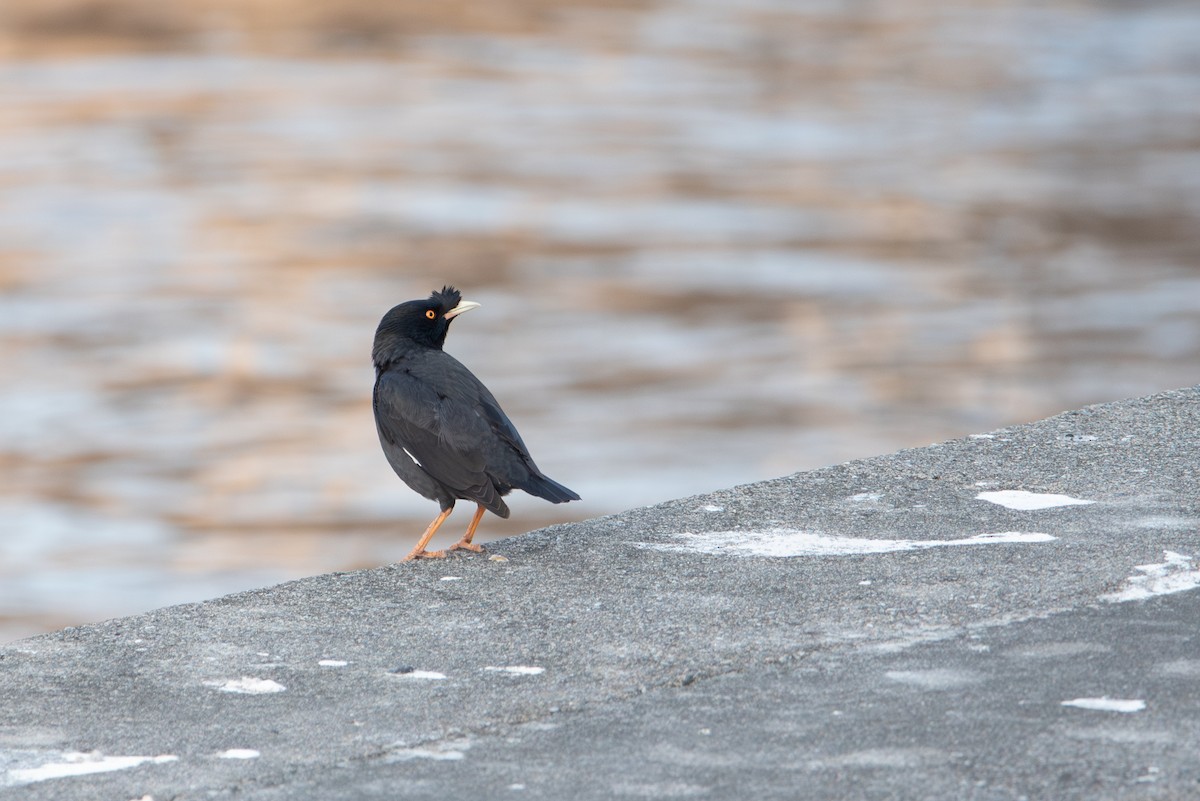 Crested Myna - Jing-Yi Lu