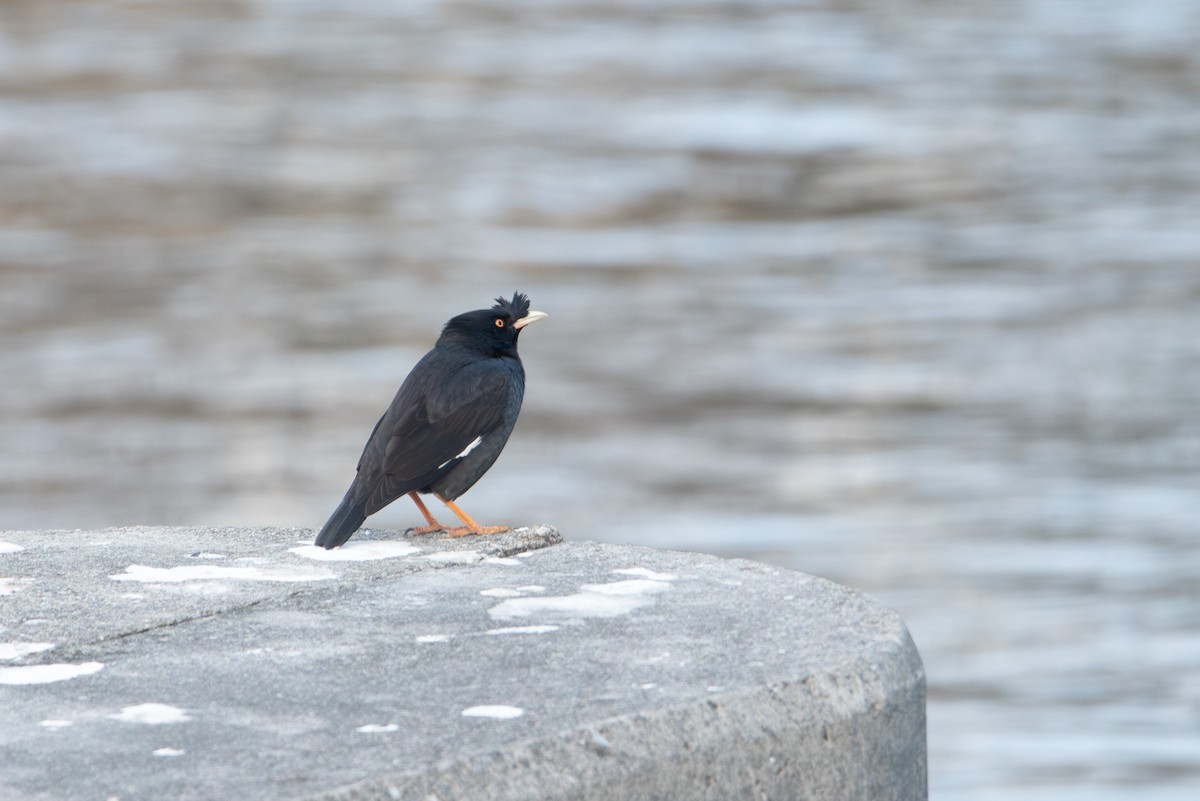 Crested Myna - ML612052598