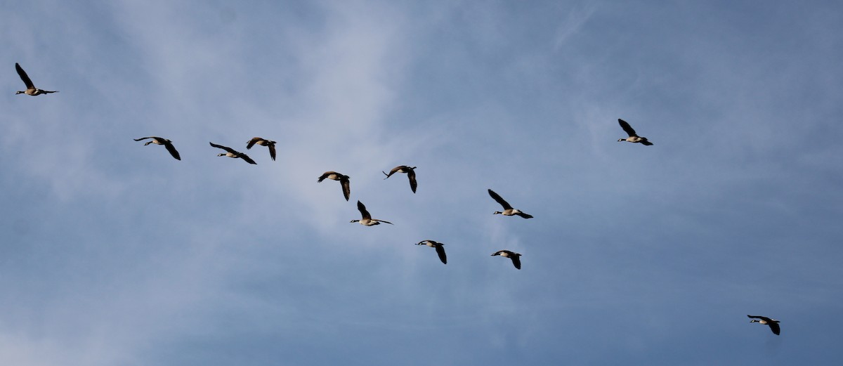 Canada Goose - Samuel Harris