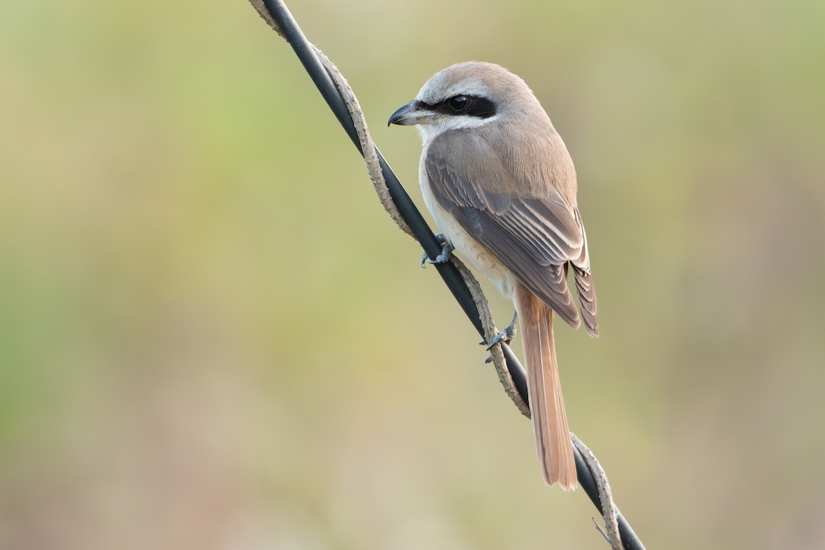 Brown Shrike (Philippine) - ML612052641