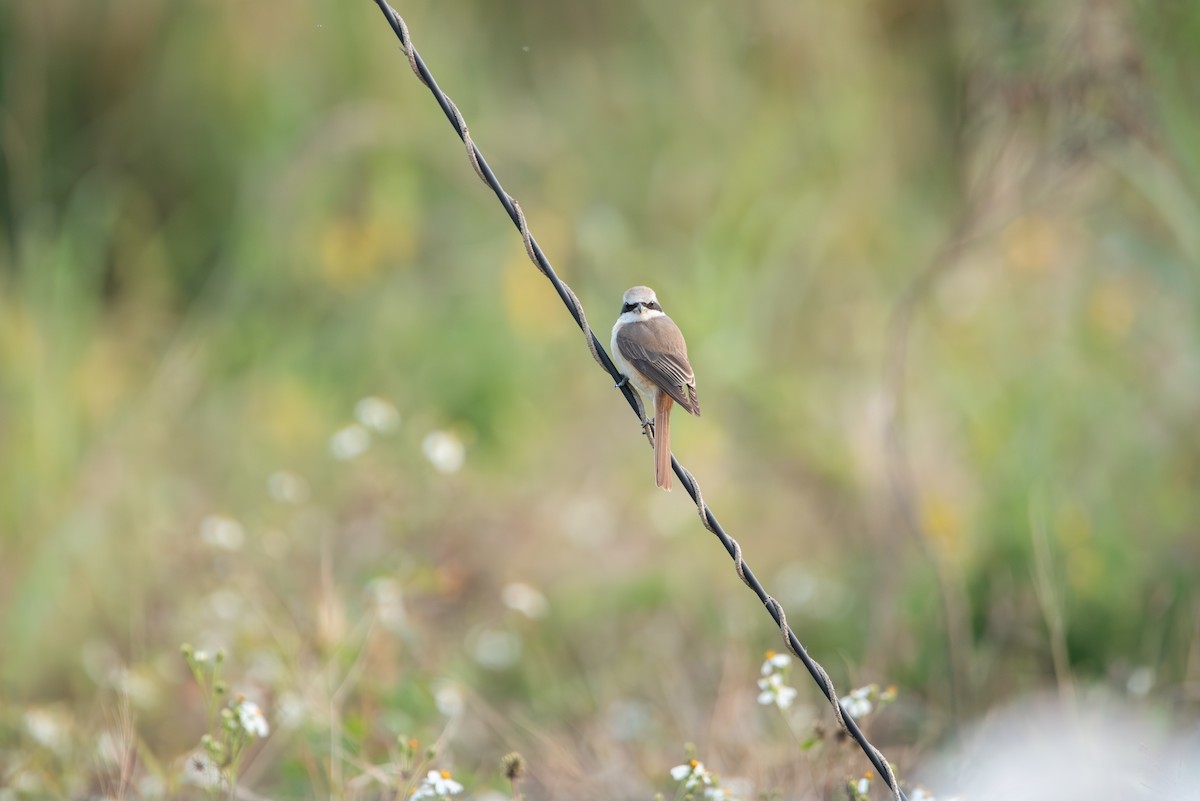 Brown Shrike (Philippine) - ML612052667