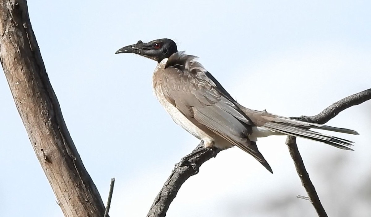 Noisy Friarbird - ML612052684