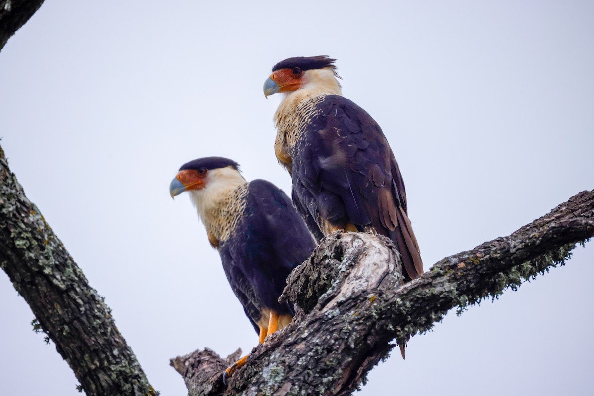 Caracara huppé (cheriway) - ML612052701