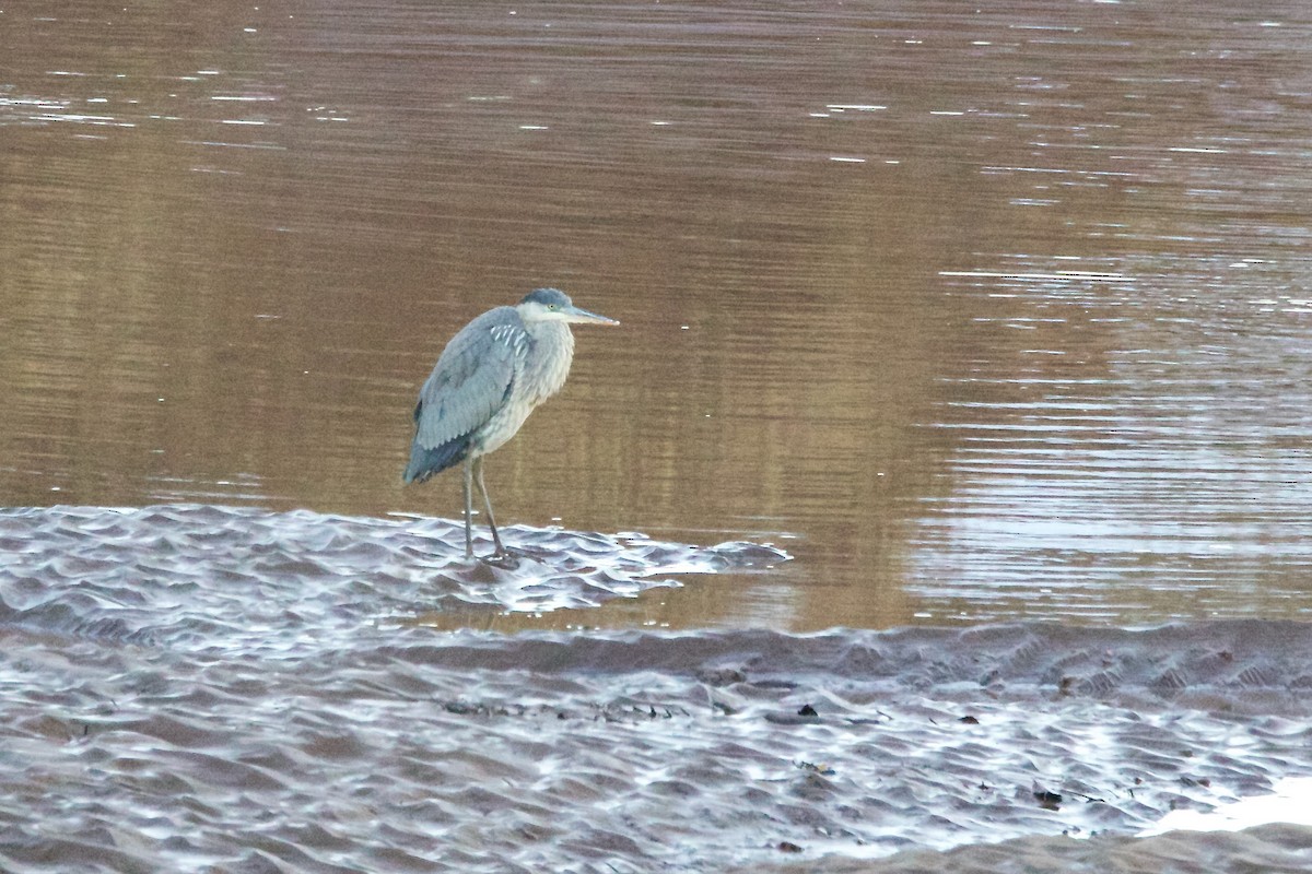 Great Blue Heron - ML612052703