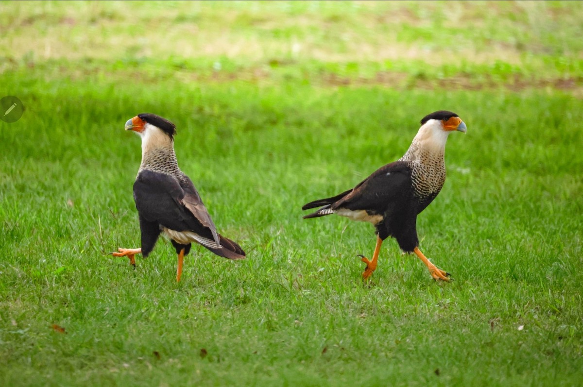 Caracara huppé (cheriway) - ML612052763